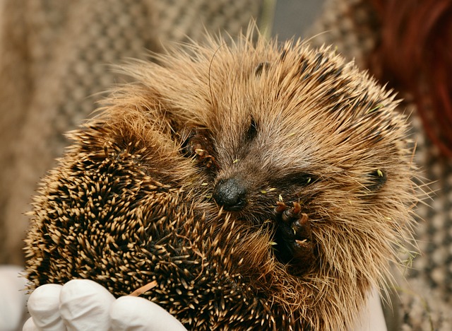 hedgehog g7d6145d5e 640