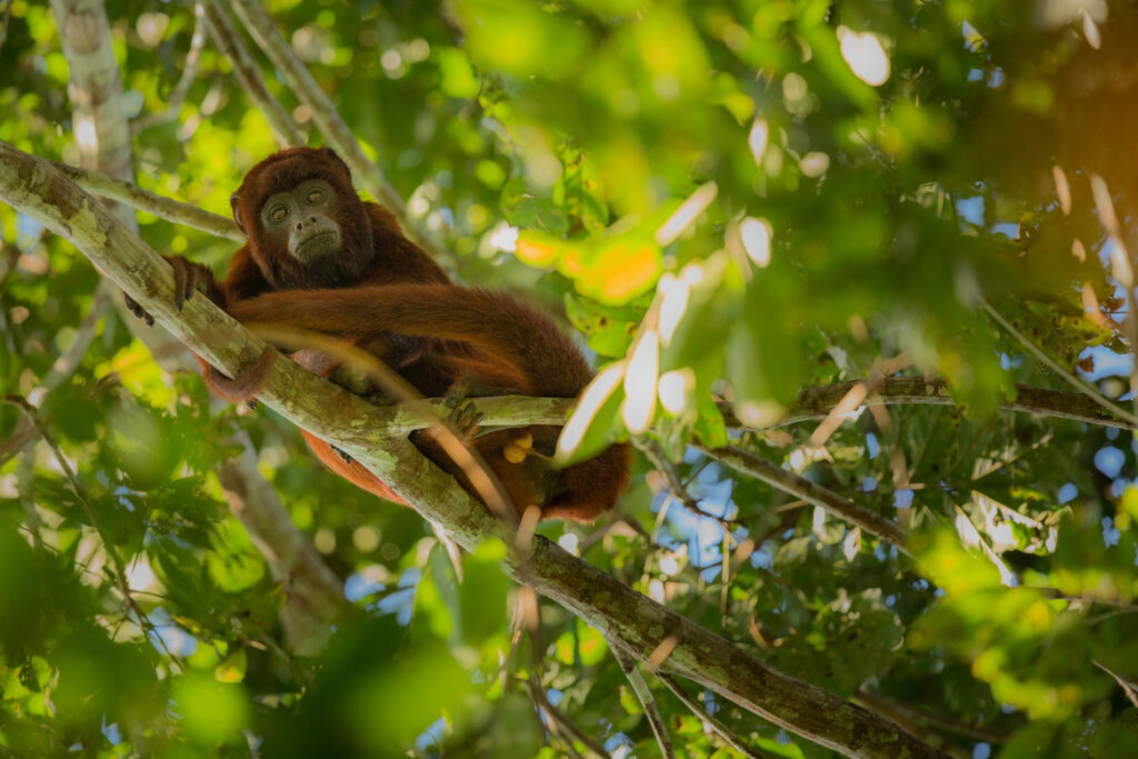 howler monkey tree nature