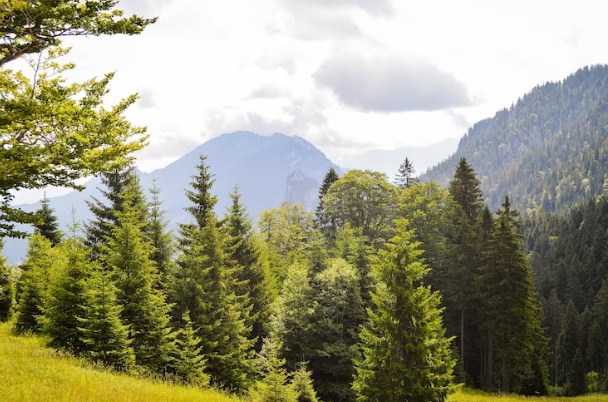 Hutan Berdasarkan Jenis Pohon