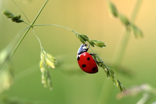 ladybug g2f0b1700f 640