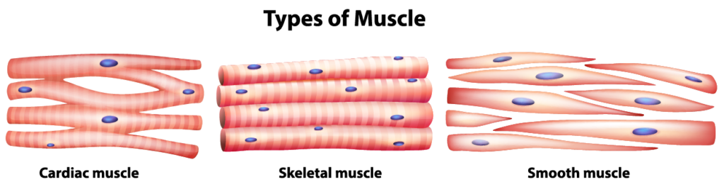 muscle tissue1 4