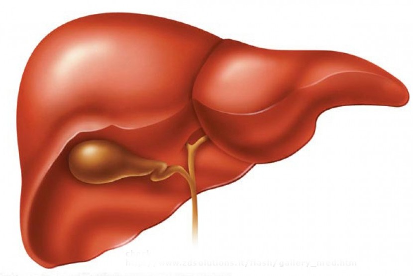 penyakit liver merupakan salah satu dari 10 penyakit terbesar 150827171642 444