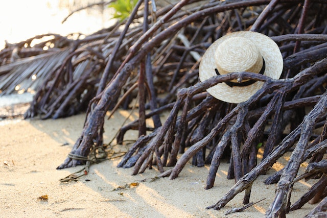 Menjaga Lingkungan Sekitar Mangrove