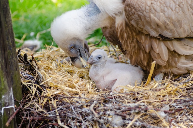 Daur Hidup Burung: Jenis, Urutan serta Prosesnya