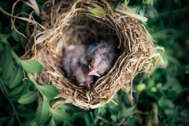 Anak Burung
