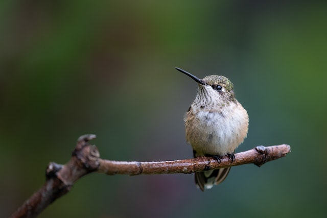 Apa itu Aves? Pengertian, Ciri, Jenis & Contohnya