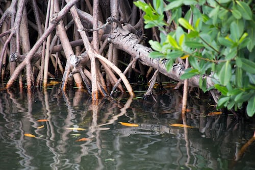 Dampak Hutan Bakau Rusak