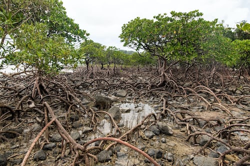 Rusaknya Hutan Bakau