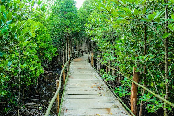 Apa yang Terjadi Jika Hutan Bakau Rusak? Ini Dampak dan Penyebabnya