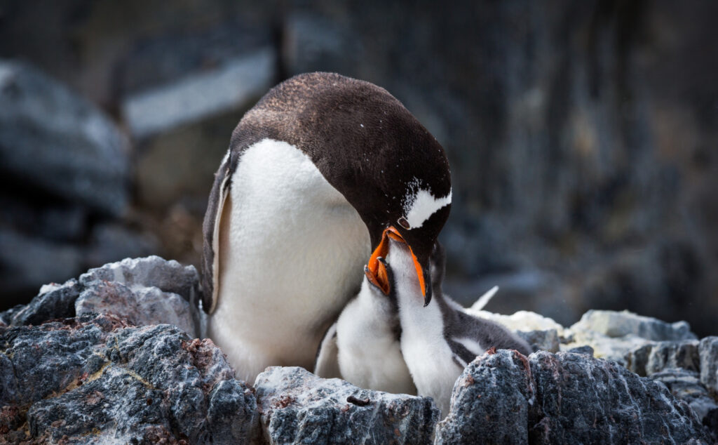 selective focus shot penguin with her babies antarctica