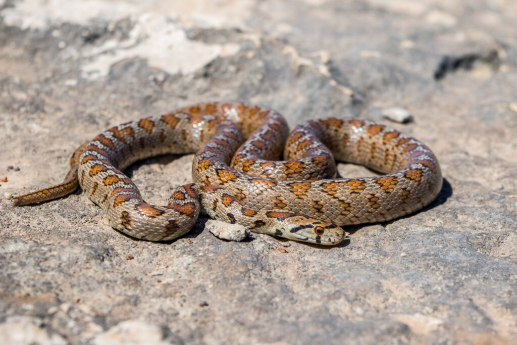 shot curled up adult leopard snake european ratsnake zamenis situla malta