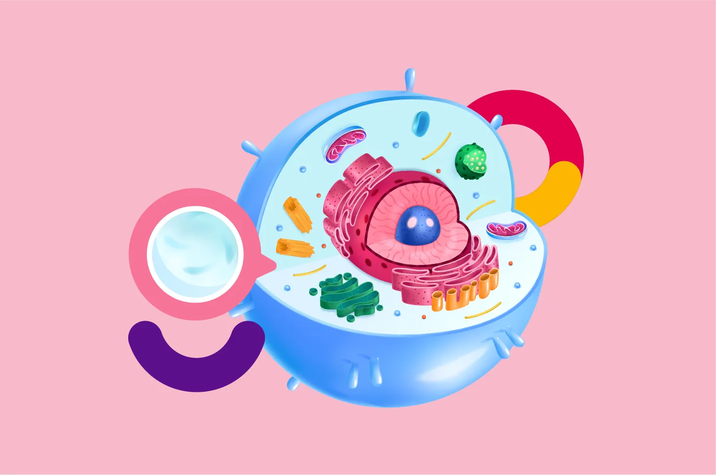 Sitoplasma Pengertian, Fungsi, dan Komponen di Dalamnya