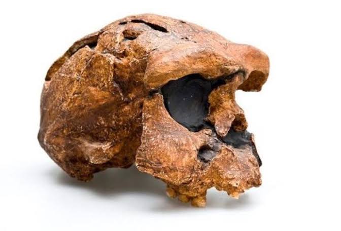 Homo Wajakensis 