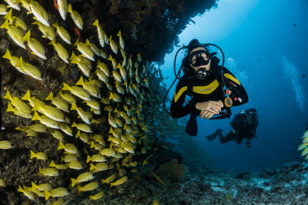 Diving Di Antara Ikan-Ikan 