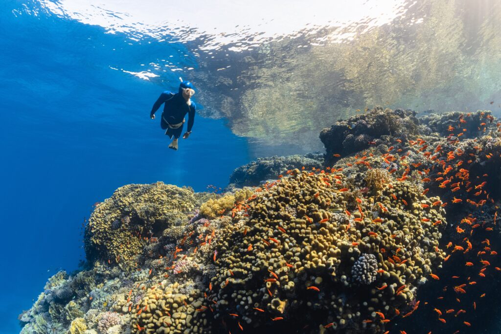 Diving Dekat Karang