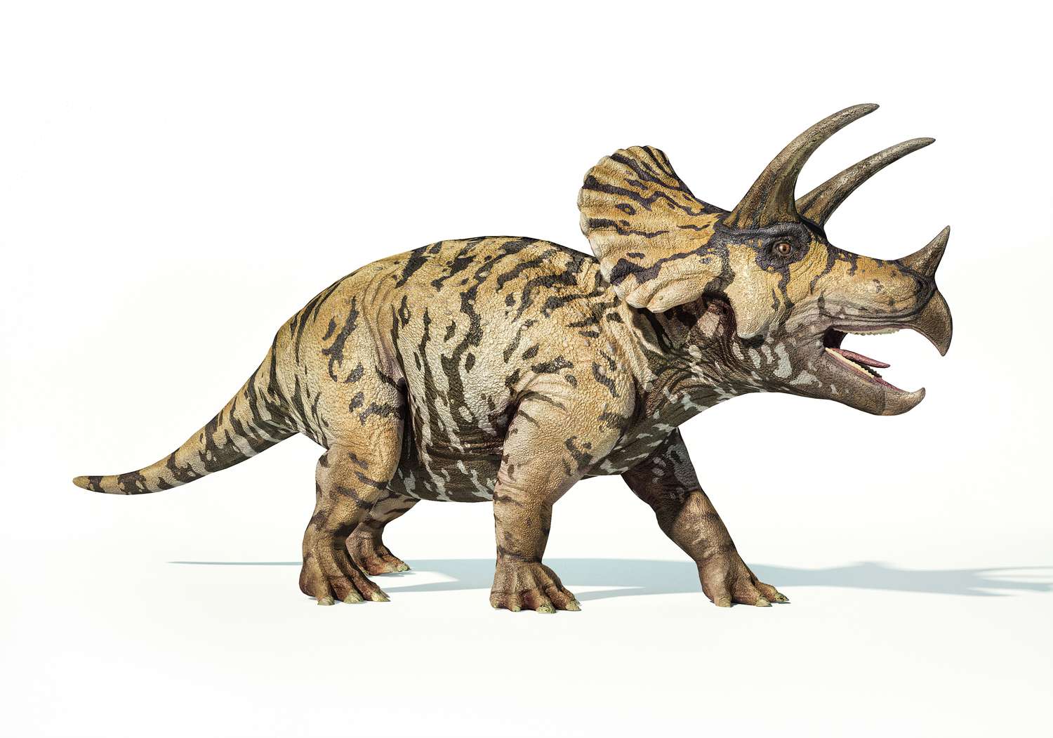 Triceratops 