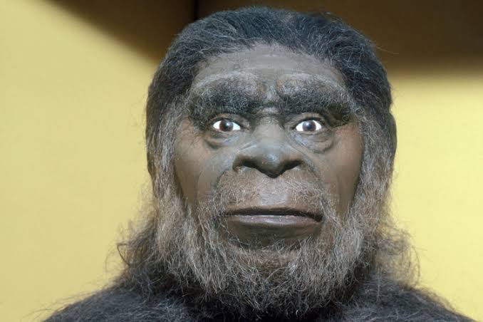 Homo Erectus Soloensis 