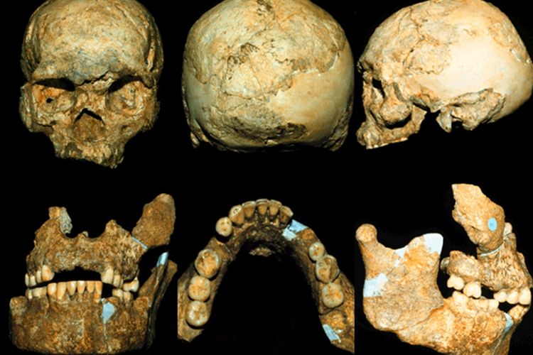 Fosil Homo Wajakensis