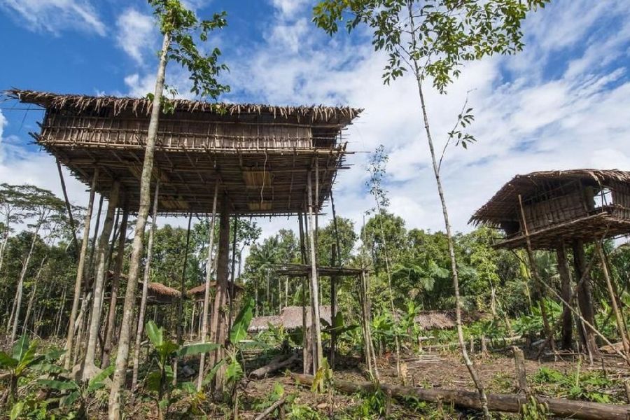 Rumah Pohon Papua 