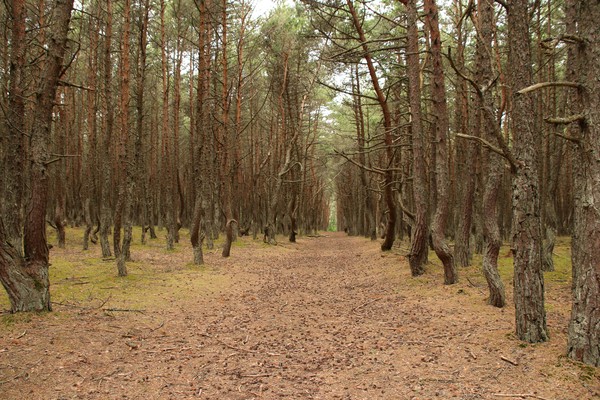 Hutan Pinus Rusia, Eropa 