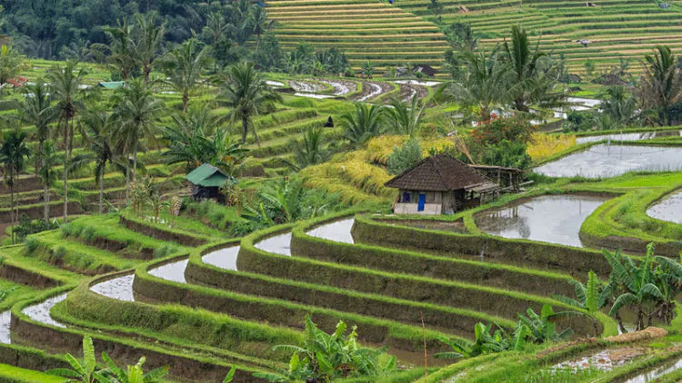 Apa Itu Subak? Pengertian, Tujuan, dan Filosofinya