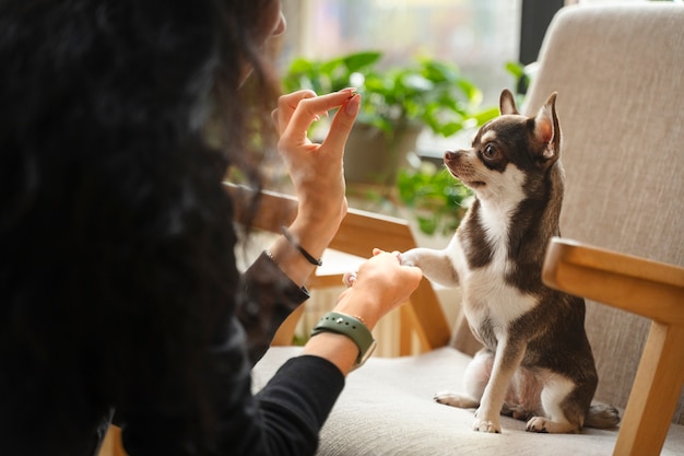 Seseorang sedang berkomunikasi dengan anjing