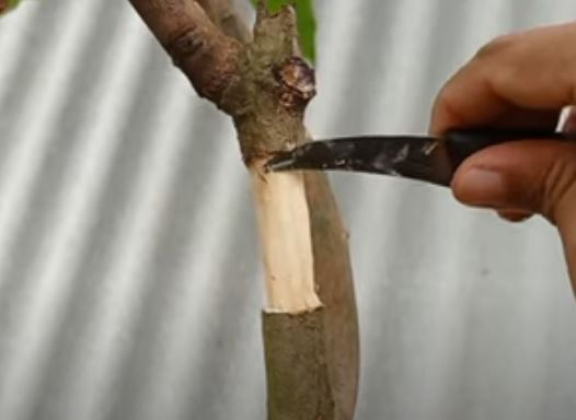 Membersihkan Kambium