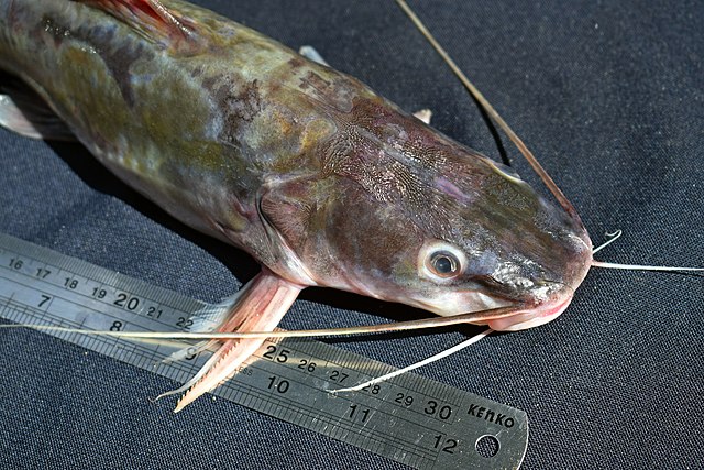 Mengukur panjang ikan baung 