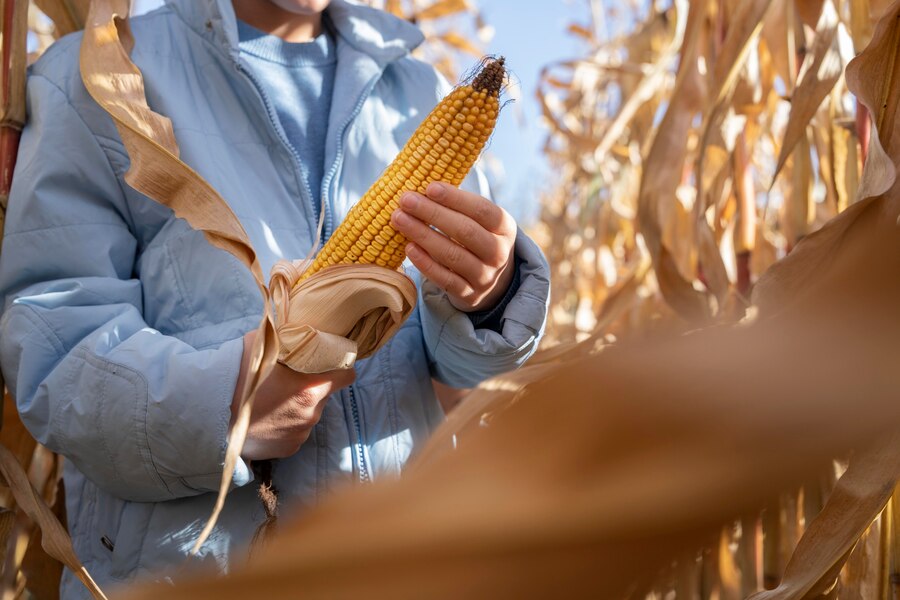 Panen Jagung  