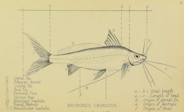 Ilustrasi bagian tubuh ikan baung 