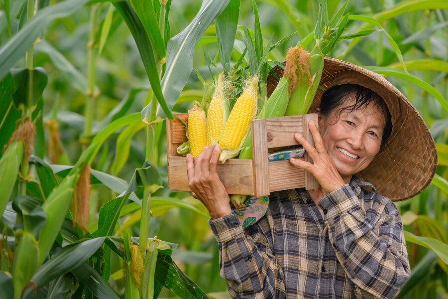 Budidaya Tanaman Jagung 