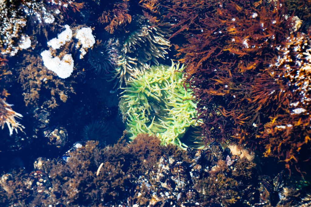 Beragam Jenis Rumput Laut 