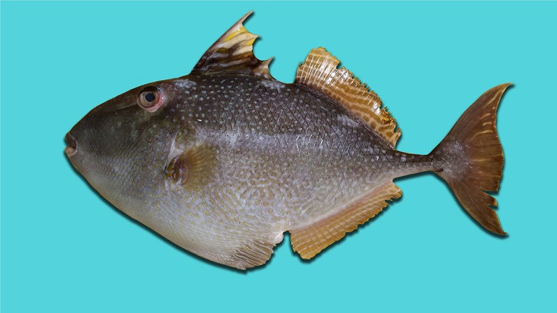 Starry Triggerfish 