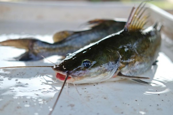 Ikan baung berkumis 