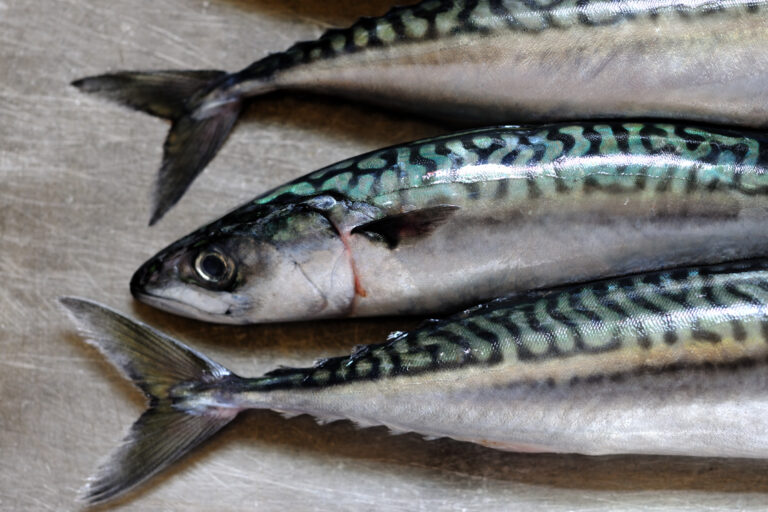 Ikan Tenggiri Taksonomi Morfologi Habitat Dan Persebaran