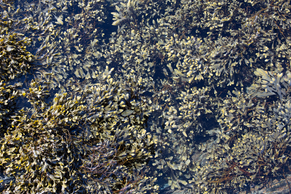 6 Cara Budidaya Rumput Laut & Potensi Pengembangan, Raup Jutaan Rupiah