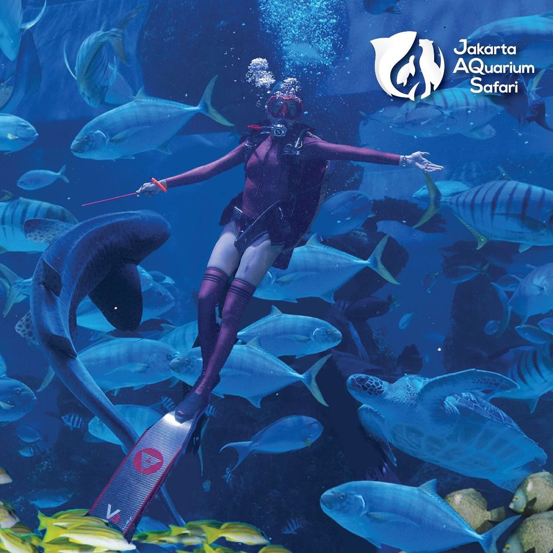 Diving di Jakarta Aquarium