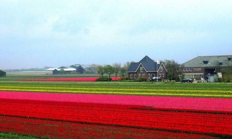 Wisata Bunga tulip di Belanda