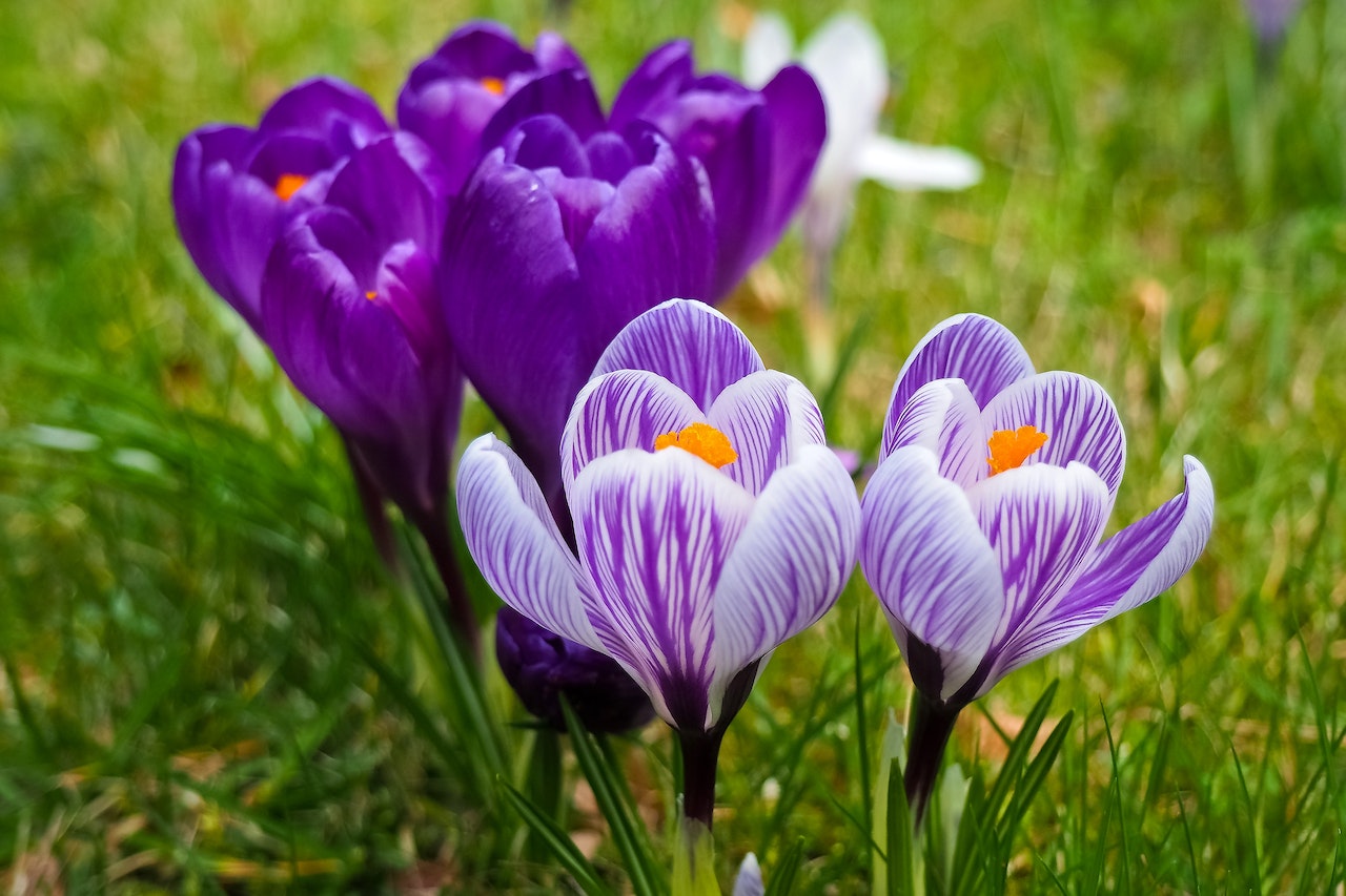 7 Manfaat Saffron untuk Wajah agar Kulit Cerah dan Glowing
