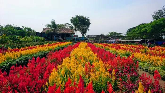 Kebun Bunga Taman Asmara