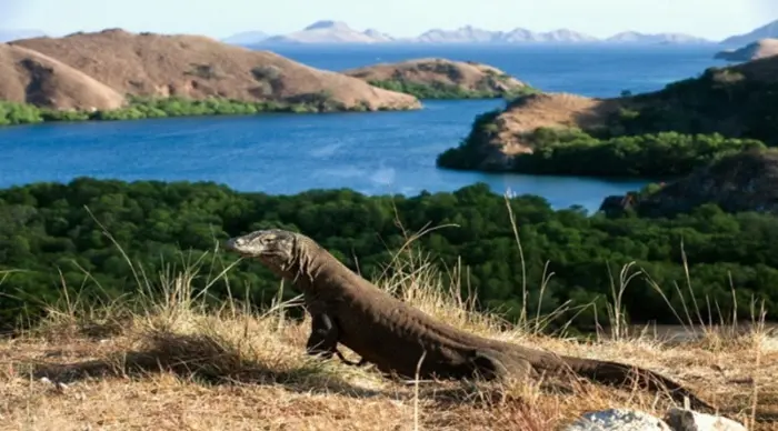 Taman Nasional Komodo