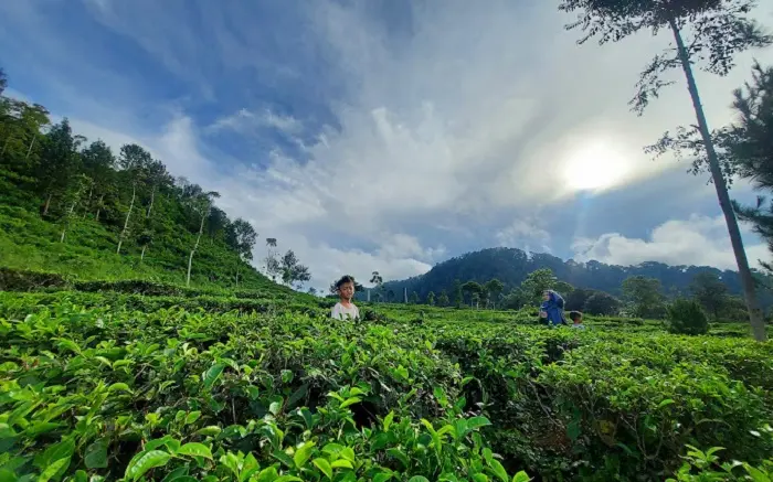 Kebun Teh Medini