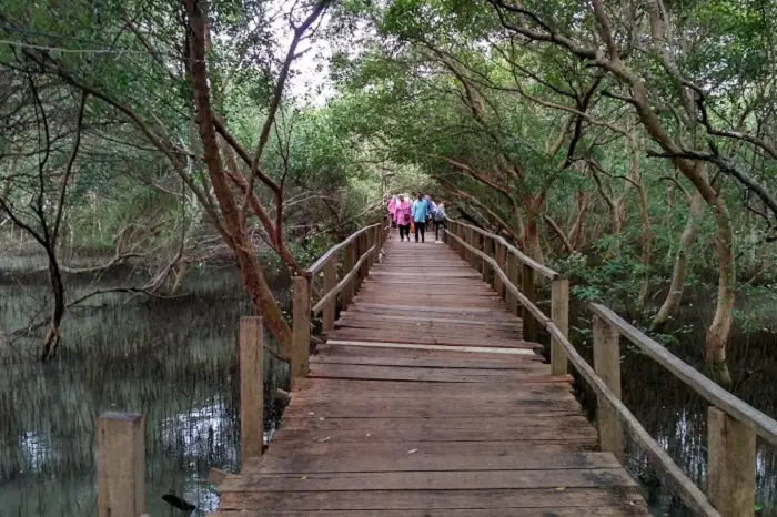 Taman Mangrove Morosari Demak