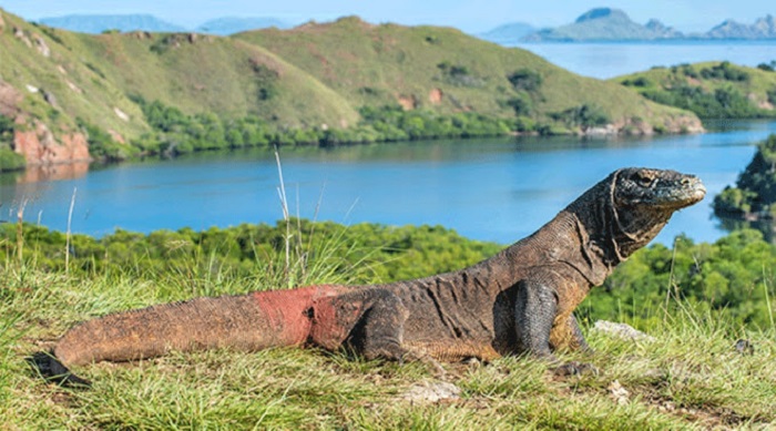 Melihat Komodo di Habitat Aslinya