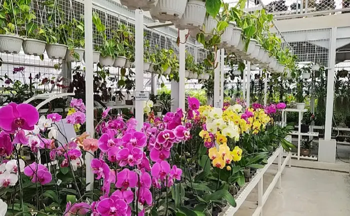 Orchid House