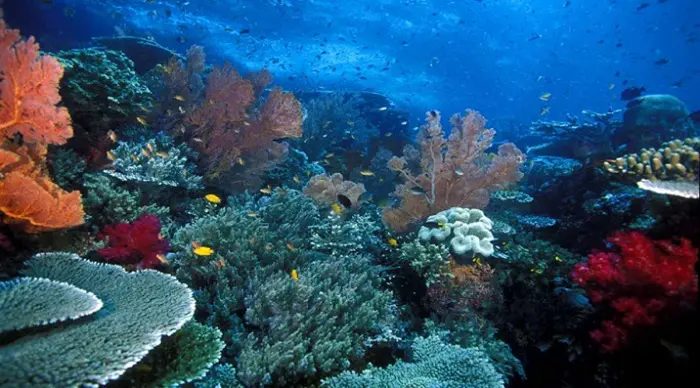 Pemandangan Bawah Laut yang Indah