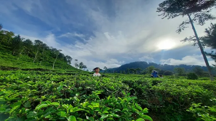 Pemandangan Kebun Teh