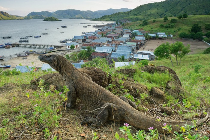 Taman Nasional Komodo