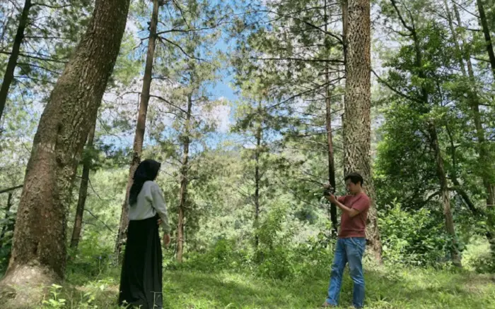 daya tarik hutan pinus nglimut