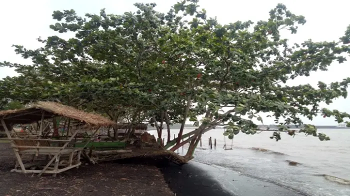 Pasir Hitam Pantai Bungkuk